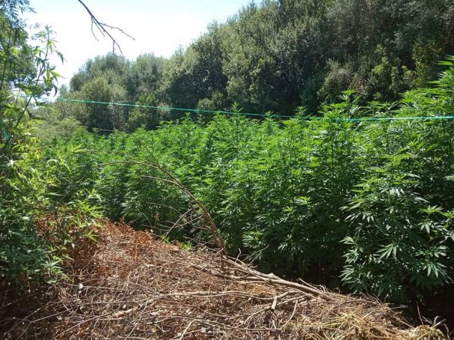 &Epsilon;&lambda;&iota;&kappa;ό&pi;&tau;&epsilon;&rho;&alpha; &tau;&eta;&sigmaf; &Alpha;&sigma;&tau;&upsilon;&nu;&omicron;&mu;ί&alpha;&sigmaf; &epsilon;&nu;&tau;ό&pi;&iota;&sigma;&epsilon; &delta;ύ&omicron; &mu;&epsilon;&gamma;ά&lambda;&epsilon;&sigmaf; &phi;&upsilon;&tau;&epsilon;ί&epsilon;&sigmaf; &kappa;ά&nu;&nu;&alpha;&beta;&eta;&sigmaf; &sigma;&tau;&eta; &Lambda;&alpha;&kappa;&omega;&nu;ί&alpha;! (&epsilon;&iota;&kappa;ό&nu;&epsilon;&sigmaf;)