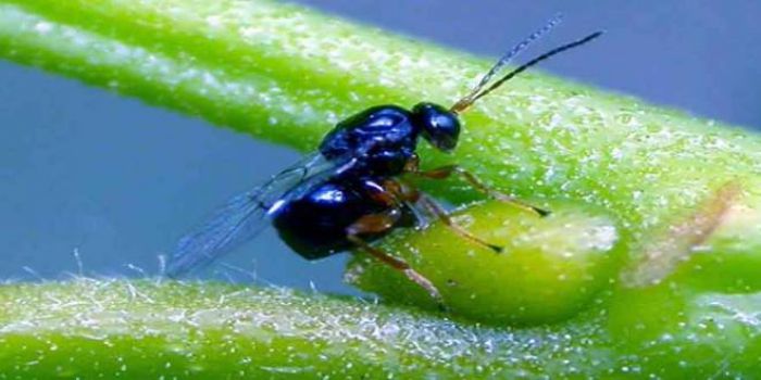 &Alpha;&rho;&kappa;&alpha;&delta;ί&alpha; | 6000 &pi;&alpha;&rho;ά&sigma;&iota;&tau;&alpha; &epsilon;&xi;&alpha;&pi;&omicron;&lambda;ύ&omicron;&nu;&tau;&alpha;&iota; &gamma;&iota;&alpha; &tau;&eta;&nu; &kappa;&alpha;&tau;&alpha;&pi;&omicron;&lambda;έ&mu;&eta;&sigma;&eta; &tau;&eta;&sigmaf; &sigma;&phi;ή&kappa;&alpha;&sigmaf; &tau;&eta;&sigmaf; &kappa;&alpha;&sigma;&tau;&alpha;&nu;&iota;ά&sigmaf;