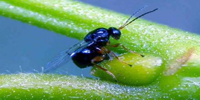 &Alpha;&rho;&kappa;&alpha;&delta;ί&alpha; | 6000 &pi;&alpha;&rho;ά&sigma;&iota;&tau;&alpha; &epsilon;&xi;&alpha;&pi;&omicron;&lambda;ύ&omicron;&nu;&tau;&alpha;&iota; &gamma;&iota;&alpha; &tau;&eta;&nu; &kappa;&alpha;&tau;&alpha;&pi;&omicron;&lambda;έ&mu;&eta;&sigma;&eta; &tau;&eta;&sigmaf; &sigma;&phi;ή&kappa;&alpha;&sigmaf; &tau;&eta;&sigmaf; &kappa;&alpha;&sigma;&tau;&alpha;&nu;&iota;ά&sigmaf;