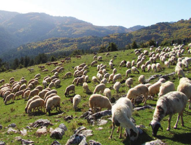 Δημοπρασία για την εκμίσθωση αγρών - βοσκοτόπων στη Βόρεια Κυνουρία