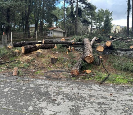 Νέα καταγγελία και ερωτηματικά για κοπή δένδρων στο Παναρκαδικό Νοσοκομείο (εικόνες)