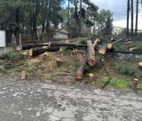 Νέα καταγγελία και ερωτηματικά για κοπή δένδρων στο Παναρκαδικό Νοσοκομείο (εικόνες)