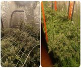 Την Πέμπτη (20/11) στον ανακριτή ο 36χρονος αλλοδαπός για την καλλιέργεια χασίς στο σπίτι του στην Τρίπολη