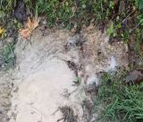 Σοβαρή βλάβη σε αγωγό νερού στο Λυκούρεση Γορτυνίας (vd)