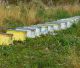 Δράσεις για μελισσοκόμους στην Πελοπόννησο