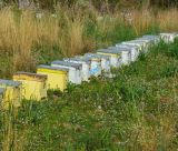Δράσεις για μελισσοκόμους στην Πελοπόννησο