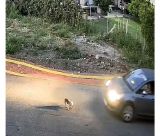 Ταυτοποιήθηκε η οδηγός που πάτησε σκοπίμως το αδέσποτο σκυλάκι στη Γαστούνη