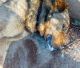 Σοκάρουν οι εικόνες με νεκρά σκυλιά από φόλες στη ΒΙΠΕ Τρίπολης (vd)