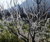 Κωνσταντινόπουλος: "Ανησυχητική καθυστέρηση αποζημιώσεων για παραγωγούς κερασιού και βύσσινου της Αρκαδίας από τον παγετό του Μαρτίου του 2025"