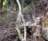 Μαίναλο | 6 ερωτήματα από την Ελληνική Λύση για "καταστροφικές αποψιλώσεις στο δάσος"