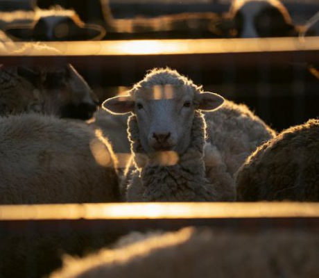 Κρούσμα καταρροϊκού πυρετού στο χωριό Πυρρή Γορτυνίας | Ορίστηκε ζώνη ελέγχου - Απαγορεύτηκαν μετακινήσεις αιγοπροβάτων