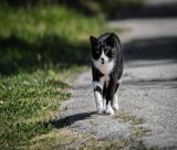 Δωρεάν στειρώσεις για αδέσποτες γάτες στη Βόρεια Κυνουρία