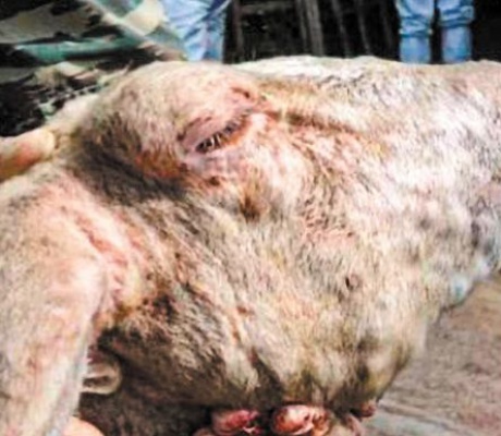 Η μάστιγα της ευλογιάς των αιγοπροβάτων και του αφθώδους πυρετού των διχήλων: Μια προαναγγελθείσα καταστροφή