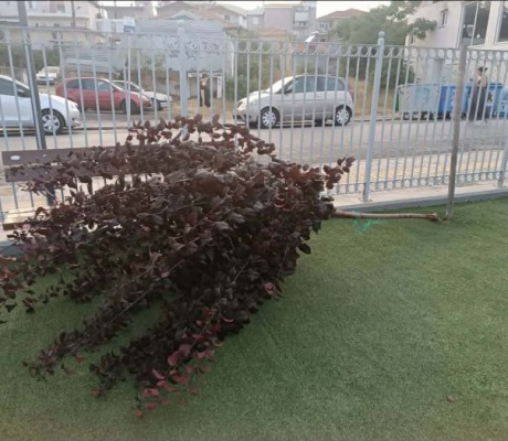 Άγνωστοι ξήλωσαν δένδρο στην παιδική χαρά της Αγίας Βαρβάρας