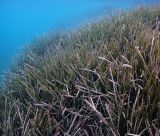 "Λιβάδια Ποσειδωνίας" στις θάλασσες της Κυνουρίας | Στην περιβαλλοντική οργάνωση iSea η χαρτογράφηση  από το Αρκαδικό Χωριό ως τον Άγιο Γεώργιο Πουλίθρων