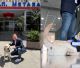 Έπιασε δουλειά» στο Νοσοκομείο Μεταξά ο πρώτος σκύλος θεραπείας του Ε.Σ.Υ. - Εντάσσεται ως σταθερός υγειονομικός «υπάλληλος»!