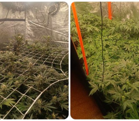 "Ντου" της αστυνομίας σε σπίτι στην Τρίπολη | Κατασχέθηκαν πάνω από 2 κιλά κάνναβης - Το όφελος θα ξεπερνούσε τις 90.000 €! (vd)