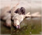 Αρκαδία | Το συγκλονιστικό βίντεο με σκυλίτσα να ψυχορραγεί από φόλα την ώρα που θηλάζει τα μικρά της ... (vd)