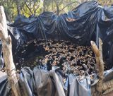 Μεγάλη φυτεία με πάνω από 1500 δενδρύλλια κάνναβης εντόπισε η Αστυνομία στη Νότια Κυνουρία - Δύο συλλήψεις - Θα κέρδιζαν πάνω από 3 εκ €!