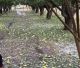 Έντονη χαλαζόπτωση έπληξε την Τεγέα – Ζημιές σε καλλιέργειες στη Μανθυρέα (vd)