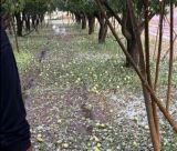 Έντονη χαλαζόπτωση έπληξε την Τεγέα – Ζημιές σε καλλιέργειες στη Μανθυρέα (vd)