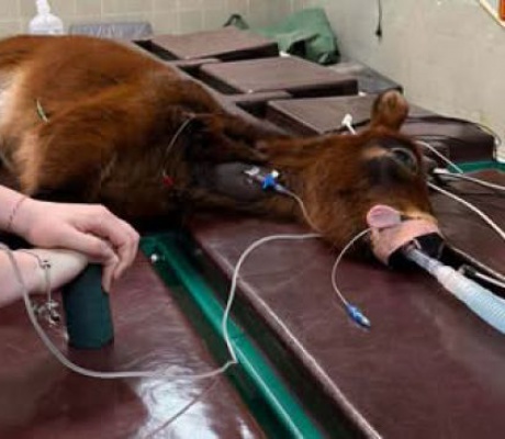 Αναρρώνει το μικρό αλογάκι από το Άστρος που χειρουργήθηκε στο πόδι – Έκκληση για τα έξοδα (vd)