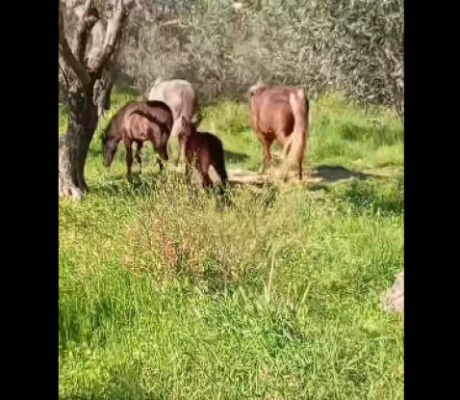 Αγέλη αλόγων περιφέρεται στην περιοχή του Άστρους - Προσπάθεια περισυλλογής από τον Φιλοζωικό Σύλλογο Τρίπολης (vd)