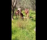 Αγέλη αλόγων περιφέρεται στην περιοχή του Άστρους - Προσπάθεια περισυλλογής από τον Φιλοζωικό Σύλλογο Τρίπολης (vd)