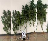 Σύλληψη 60χρονου για κάνναβη στην Τρίπολη
