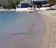 Πανικός σε παραλία της Αχαΐας - Λουόμενοι είδαν φίδι να κολυμπά δίπλα τους