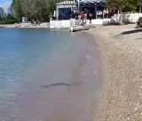 Πανικός σε παραλία της Αχαΐας - Λουόμενοι είδαν φίδι να κολυμπά δίπλα τους