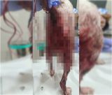 Ηλεία | Κακοποίησαν κυνηγόσκυλο εισάγοντας αιχμηρό αντικείμενο στον πρωκτό του - Σοκάρουν οι εικόνες (vd)