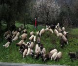 BBC: "Η σφαγή αιγοπροβάτων στην Ελλάδα προκαλεί φόβους για έλλειψη φέτας"