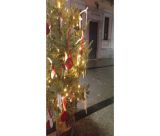 Η Τρίπολη δείχνει τον δρόμο | Τα ελατάκια των γιορτών επιστρέφουν στη φύση