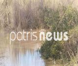 Συναγερμός στον Αλφειό ποταμό | Πάνω από δέκα νεκρά πρόβατα σε προχωρημένη αποσύνθεση