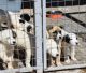 Δημοτικό καταφύγιο Τρίπολης | Τα ζώα δεν εξαφανίζονται, γίνονται νόμιμες υιοθεσίες