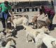 Παπαδάτος Ιωάννης: “Συνεχής η προσπάθεια του Δήμου Τρίπολης για τη φροντίδα των αδέσποτων ζώων”