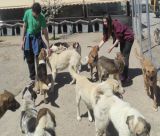 Παπαδάτος Ιωάννης: “Συνεχής η προσπάθεια του Δήμου Τρίπολης για τη φροντίδα των αδέσποτων ζώων”