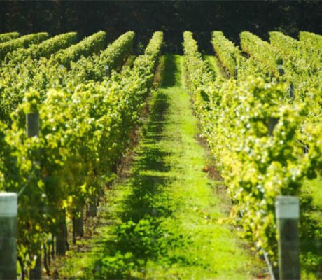 Αγρότες και μελισσοκόμοι της Αρκαδίας αποκλείστηκαν άδικα από τις πληρωμές του Μέτρου 23