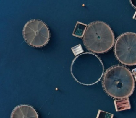 «Τυρός – Ζαρίτσι: Σε επιφυλακή για τα θαλάσσια λιβάδια και τις ιχθυοκαλλιέργειες»