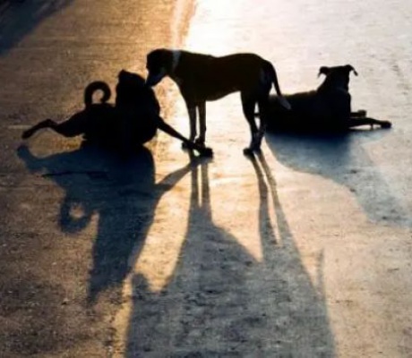 Η πενταμελής επιτροπή για τη διαχείριση αδέσποτων ζώων στον δήμο Μεγαλόπολης (ονόματα)