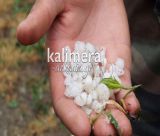 ΕΛΓΑ |Υπογραφή σύμβασης για τη χαλαζική προστασία
