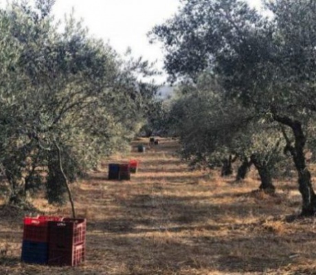 Καταγγελίες αγροτών στη Βόρεια Κυνουρία για κλοπές αγροτικού εξοπλισμού – Ζητούν ενισχυμένες περιπολίες