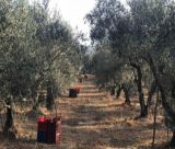 Καταγγελίες αγροτών στη Βόρεια Κυνουρία για κλοπές αγροτικού εξοπλισμού – Ζητούν ενισχυμένες περιπολίες