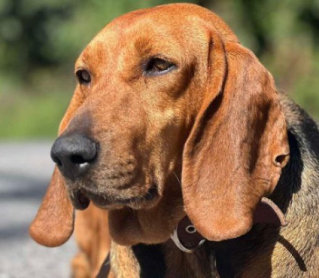 Η Ζαμπία, η μασκότ σκυλίτσα της Αλωνίσταινας, στα οροπέδια του Μαινάλου! (vd)