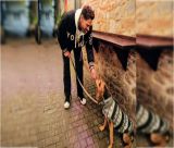 Ο Γιάννης Σπαλιάρας συστήνει την "Πιπίτσα", μια αδέσποτη σκυλίτσα στην Τρίπολη!