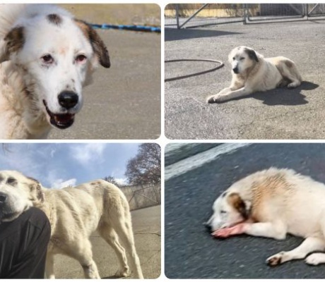 Καταφύγιο αδέσποτων ζώων | Η Βάσω σώθηκε και αξίζει μια ζεστή αγκαλιά!