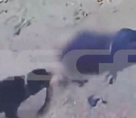 Ροτβάιλερ επιτέθηκε στον ιδιοκτήτη του στην Καλαμάτα - Αστυνομικός πυροβόλησε και σκότωσε το ζώο - Σε κρίσιμη κατάσταση ο 76χρονος (vd)