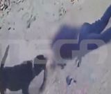 Ροτβάιλερ επιτέθηκε στον ιδιοκτήτη του στην Καλαμάτα - Αστυνομικός πυροβόλησε και σκότωσε το ζώο - Σε κρίσιμη κατάσταση ο 76χρονος (vd)