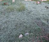 Παγετός και -6.5ο C στα Πελετά Κυνουρίας!